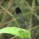 Sivun Calopteryx orientalis Selys 1887 kuva