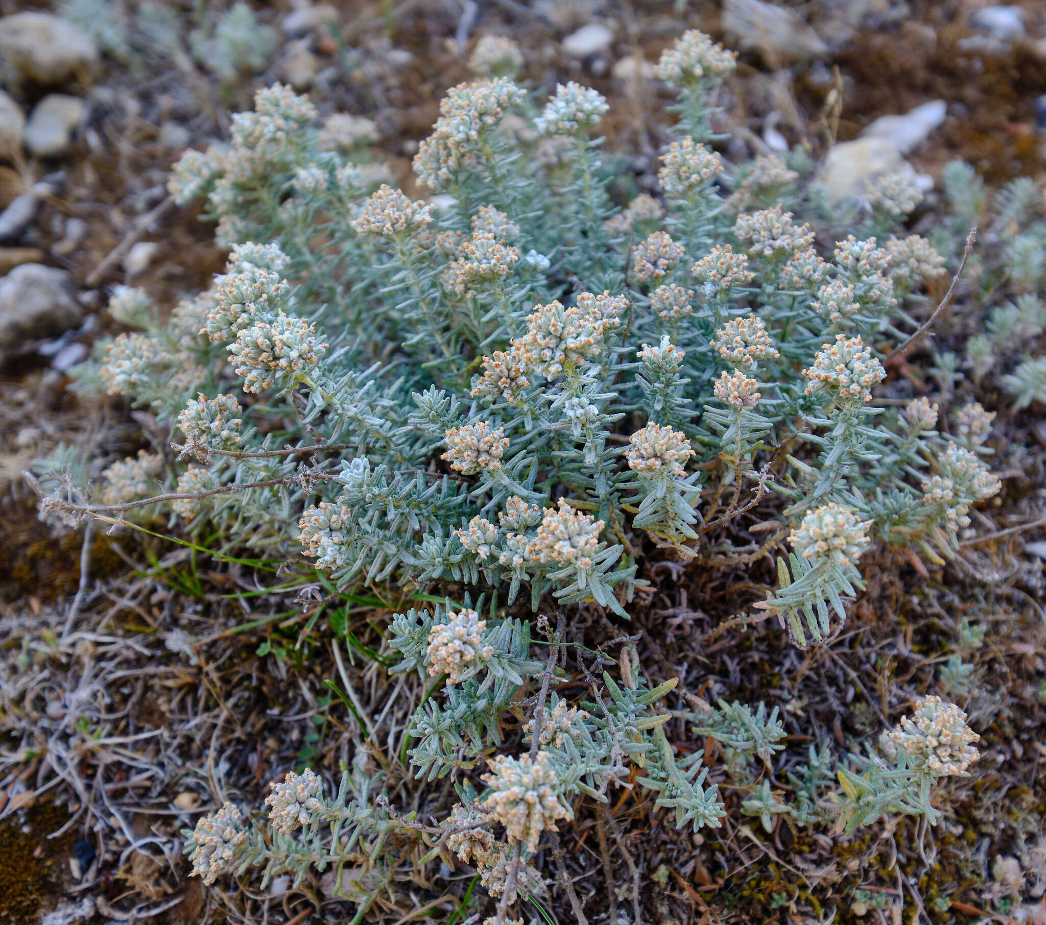 Sivun Teucrium capitatum subsp. capitatum kuva