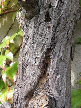 Image of large carpenter bee