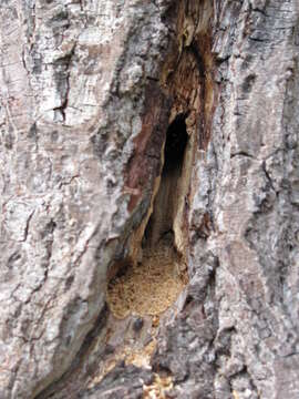 Image of large carpenter bee