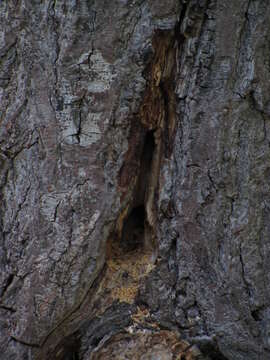 Image of large carpenter bee