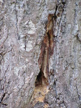 Image of large carpenter bee