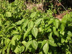 Image of western poison ivy