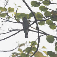 Image of Malabar Woodshrike