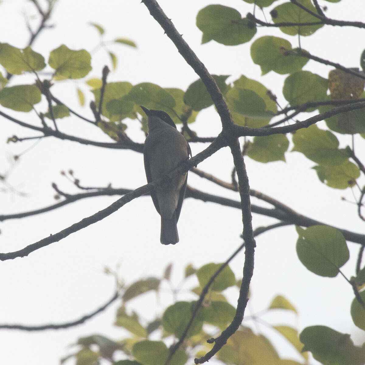 Image of Malabar Woodshrike