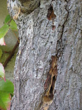 Image of large carpenter bee