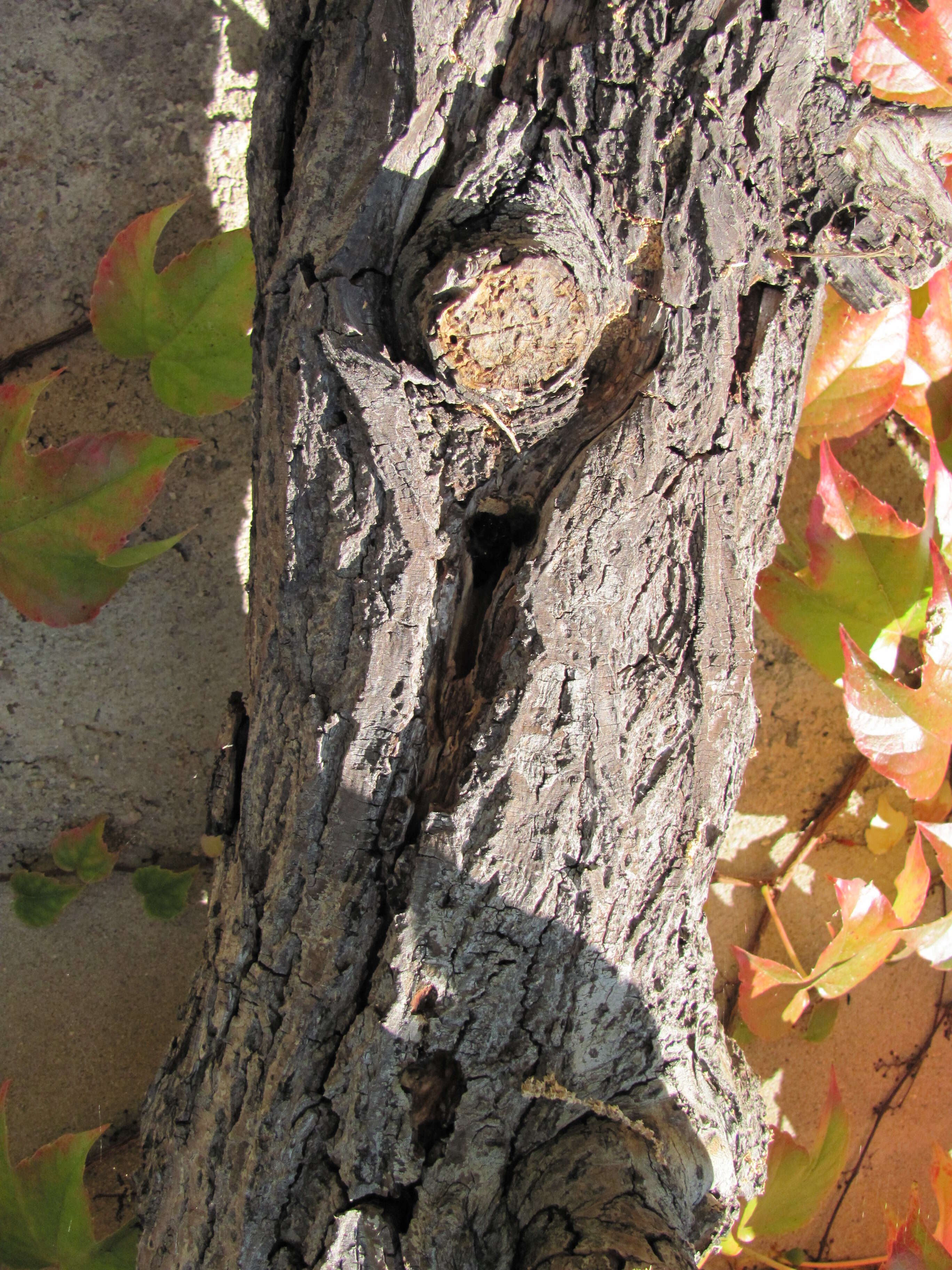 Image of large carpenter bee