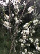 Sivun Melaleuca ericifolia Sm. kuva