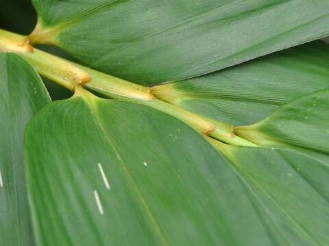 Image of common bamboo