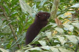 Image of Southern Giant Slender-tailed Cloud Rat