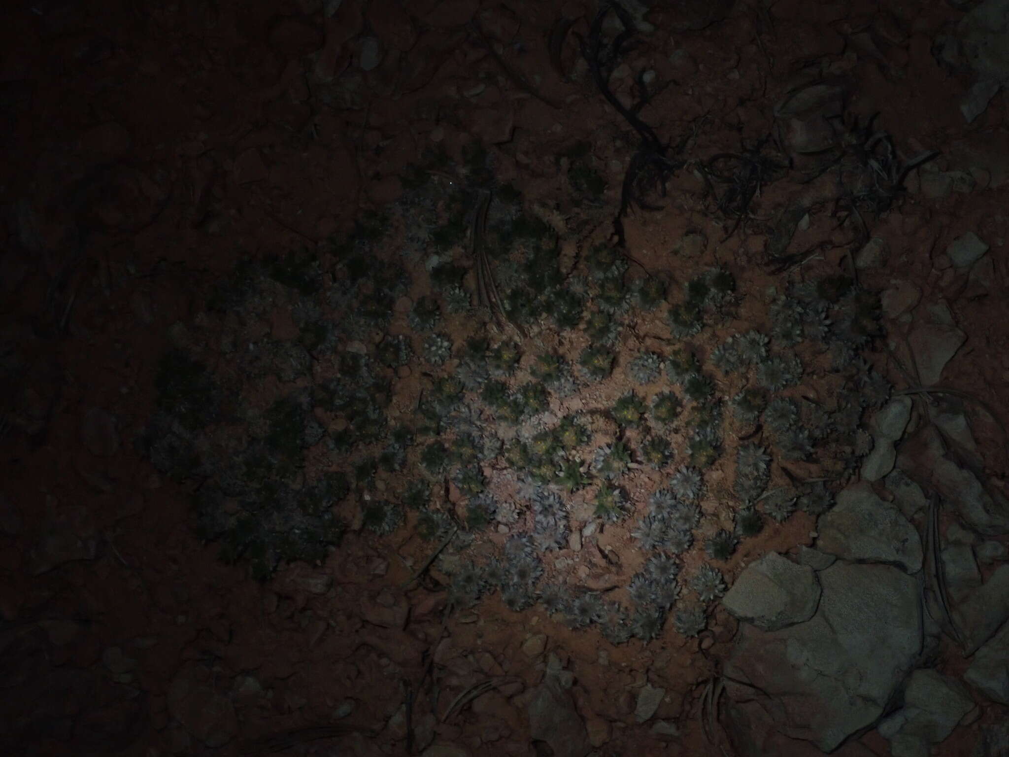 Image of Red Canyon buckwheat