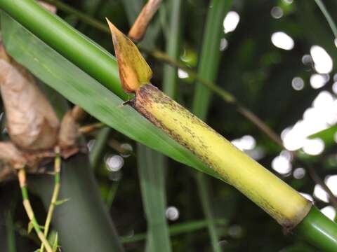 Image of common bamboo