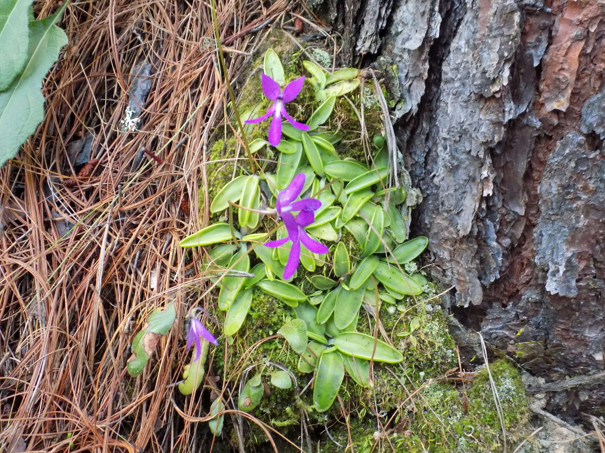 Image of Pinguicula orchidioides A. DC.