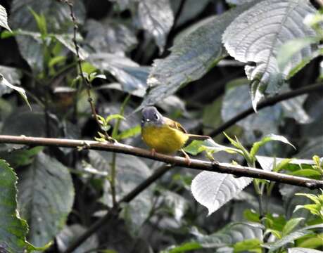 Image of Grey-cheeked Warbler