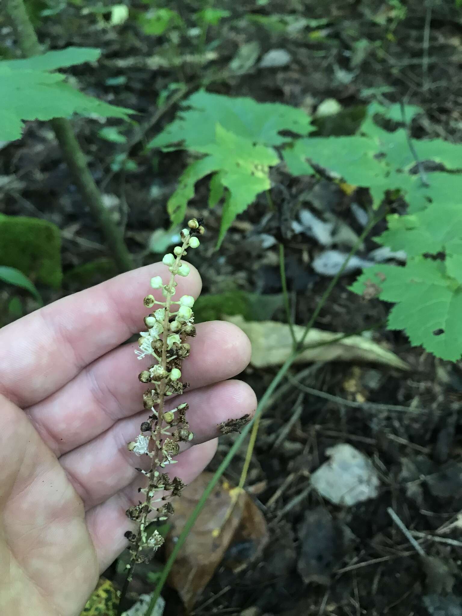 Image of Appalachian bugbane