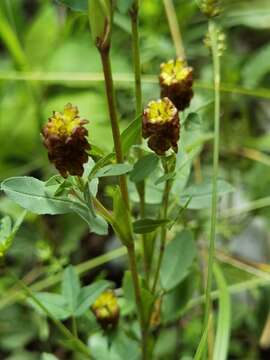 Trifolium spadiceum L.的圖片