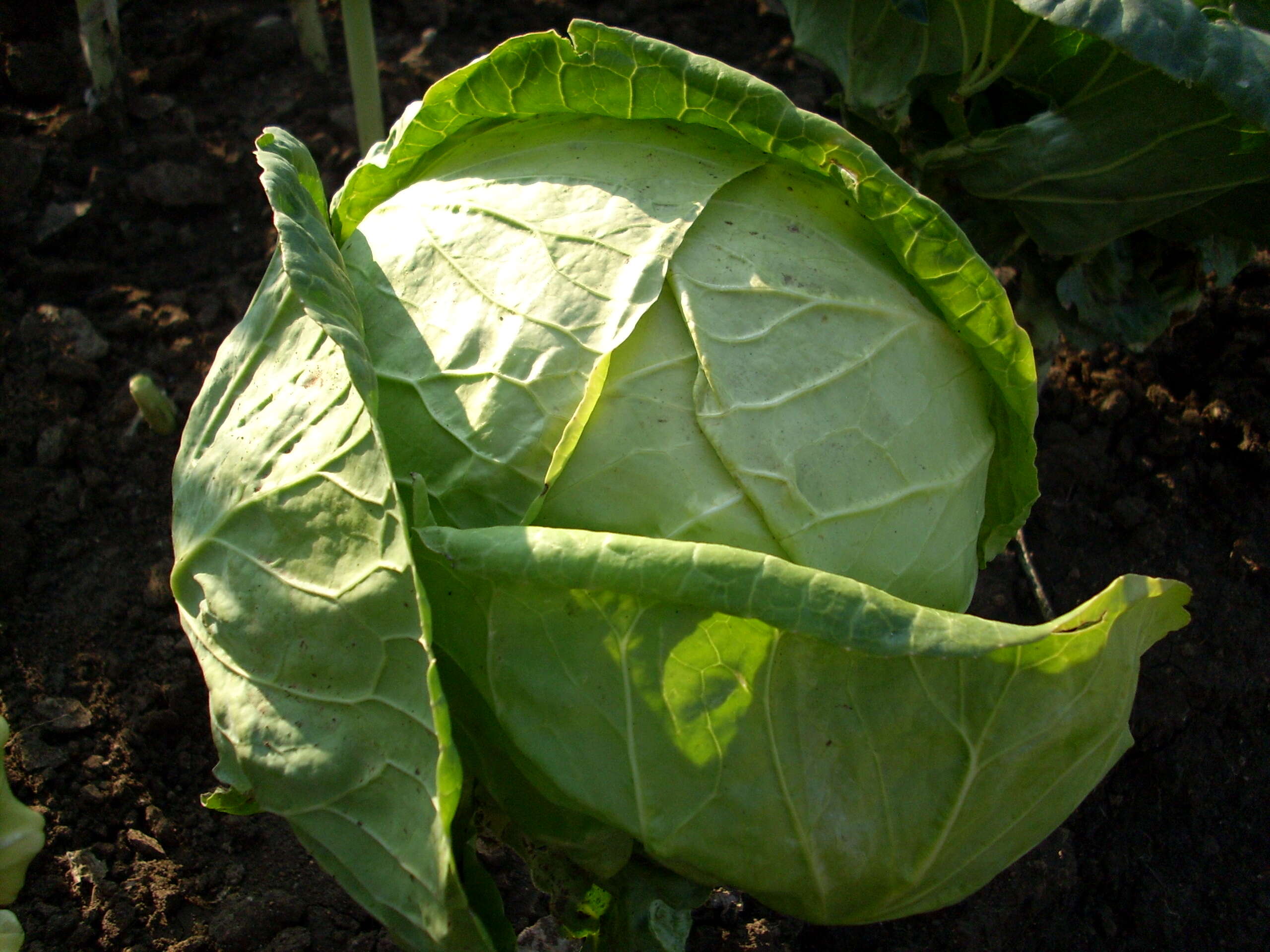 Image of white cabbage