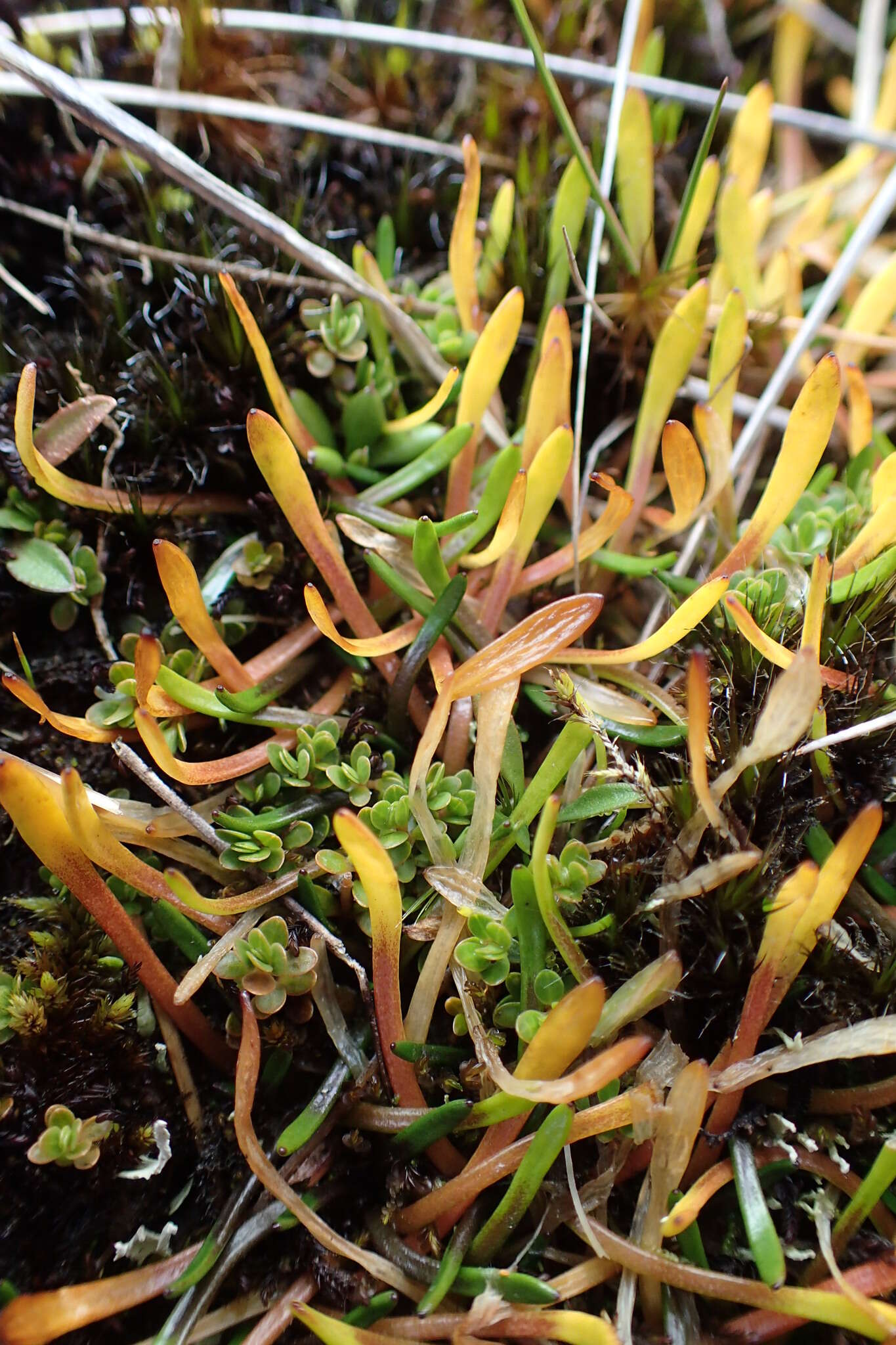 Image of Liparophyllum gunnii Hook. fil.