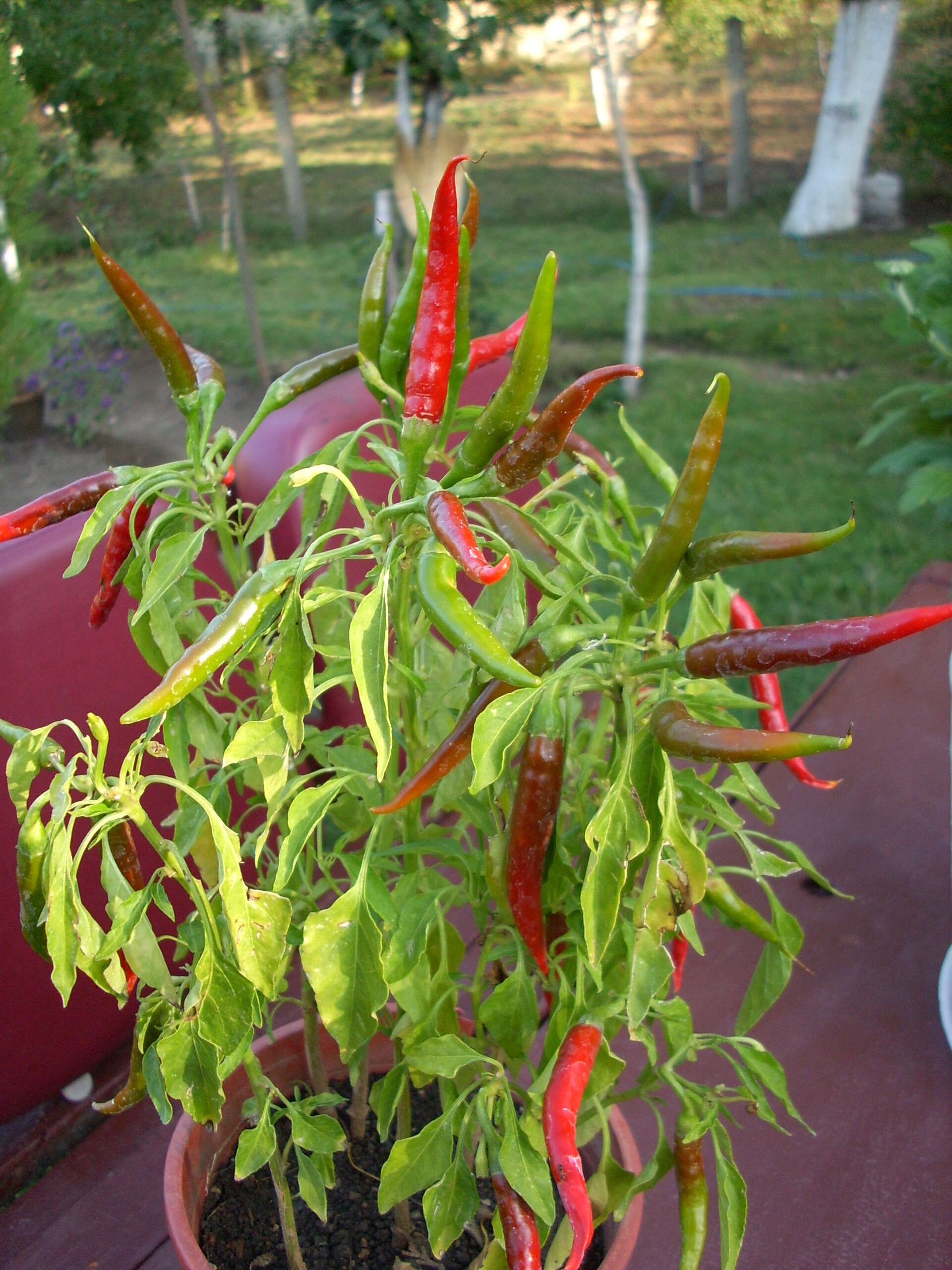 Plancia ëd Capsicum baccatum L.