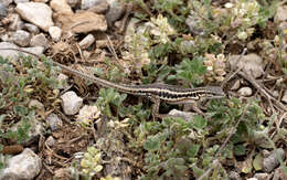 Image of Snake-eyed lizard