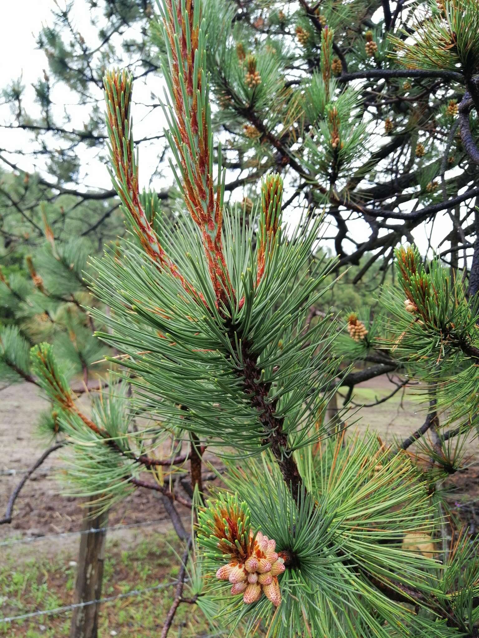 Image of Cooper's pine