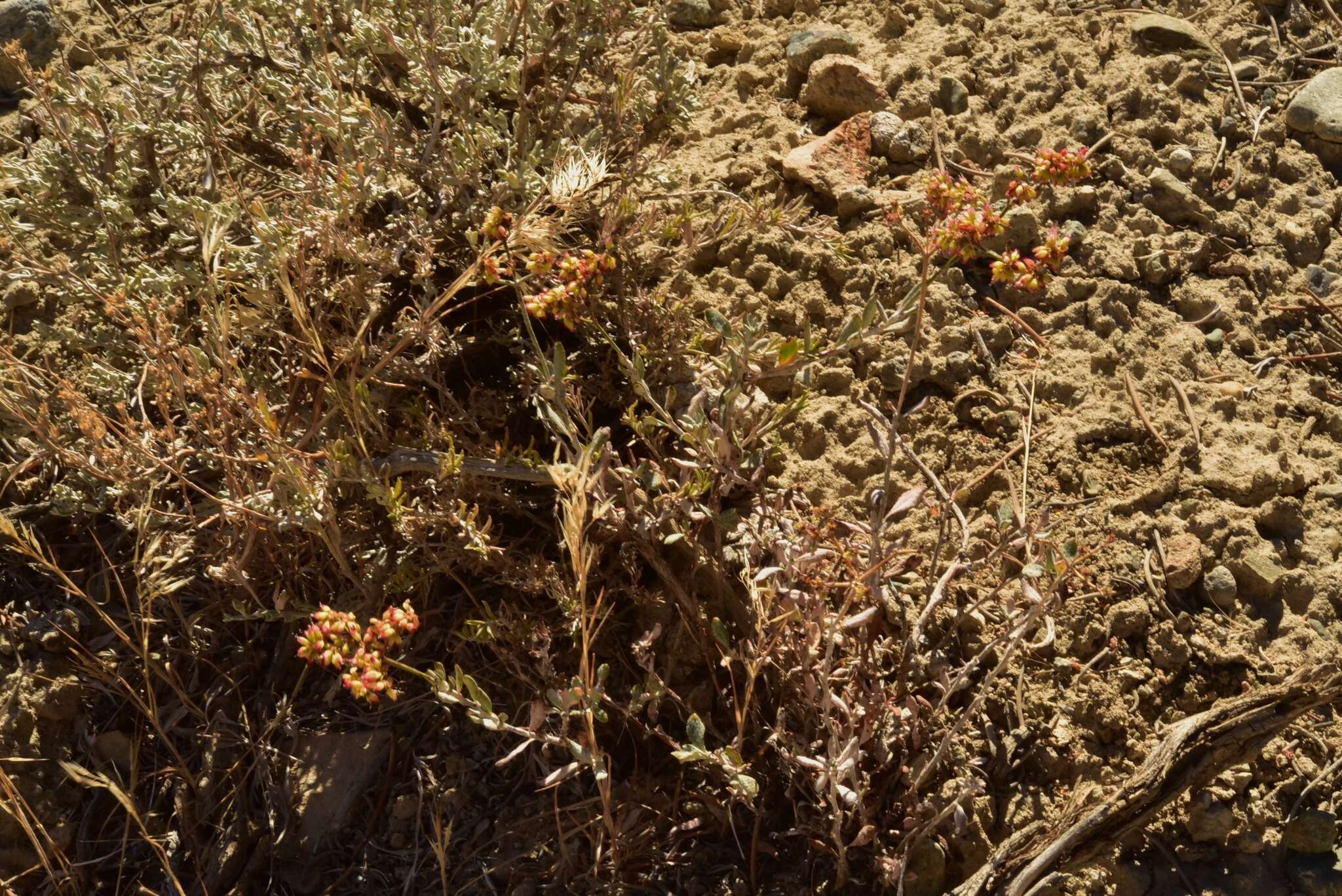 Imagem de Eriogonum microtheca var. ambiguum (M. E. Jones) Reveal