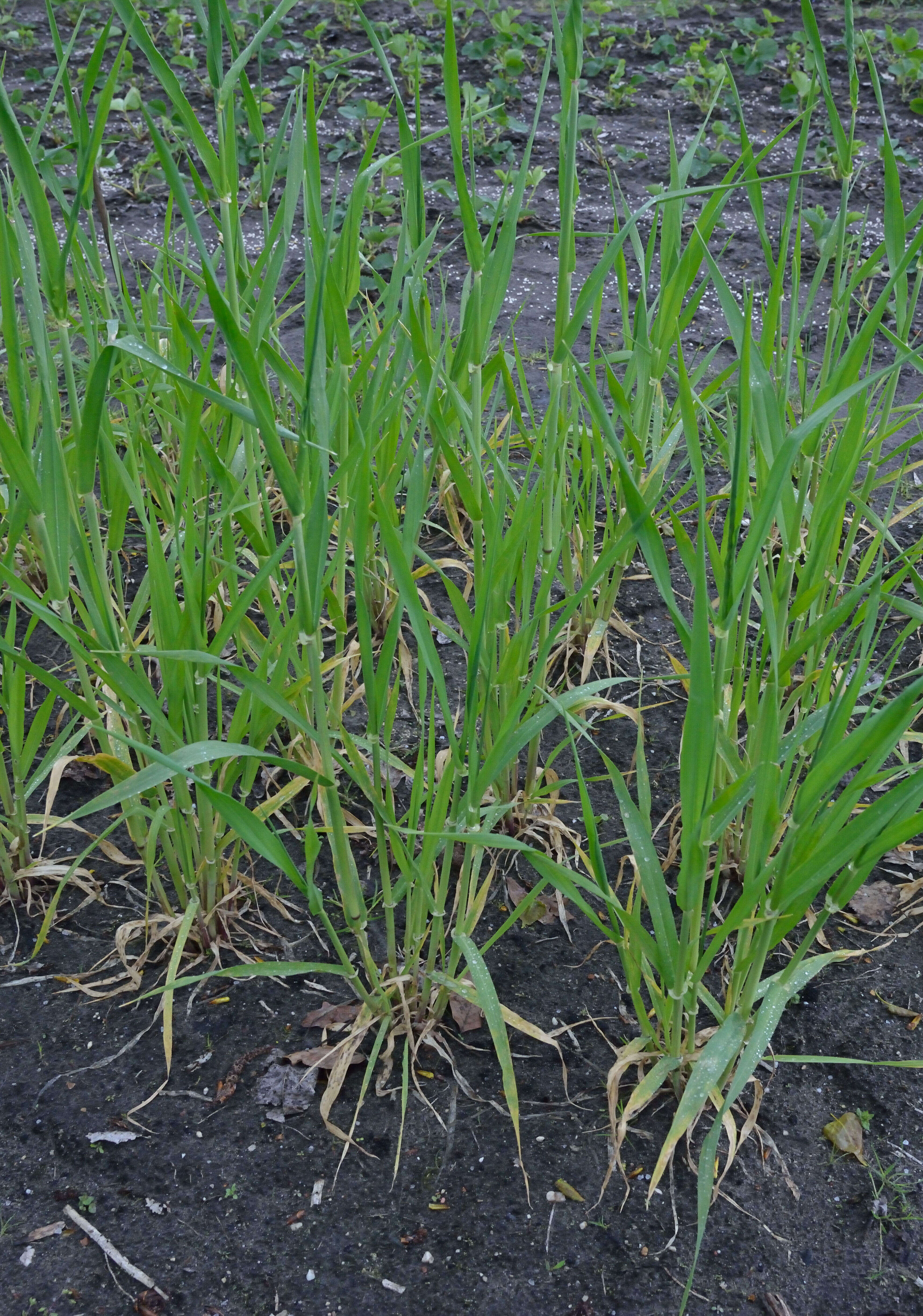 Image of common barley