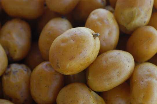 Image of hog plum