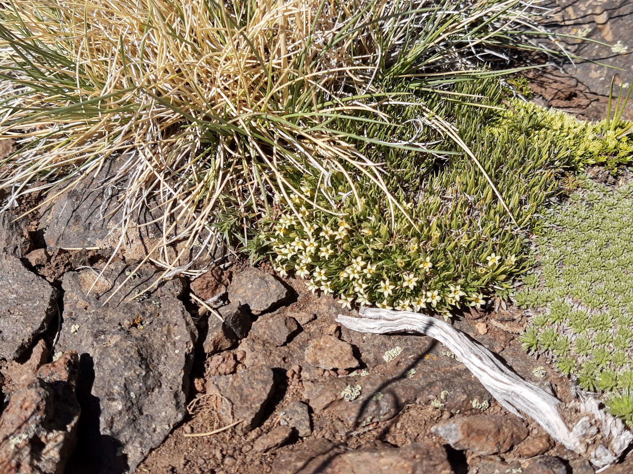 Image of Benthamiella graminifolia Skottsb.