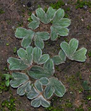 Image of Riccia lamellosa Raddi