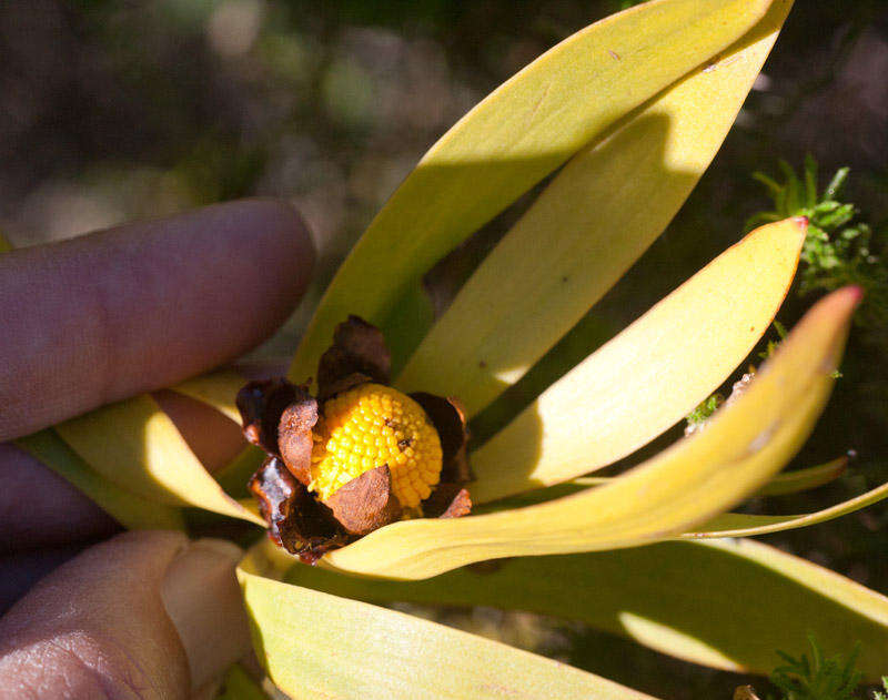 Image of Leucadendron microcephalum (Gand.) Gand. & Schinz