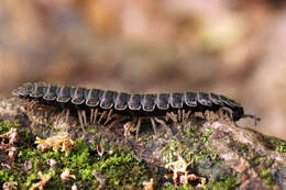 Image of Flat-backed millipede