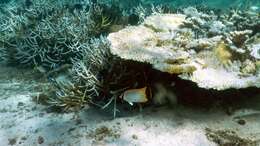 Image of Acropora Butterfly