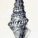 Image of Clavatula decorata G. B. Sowerby Iii 1916