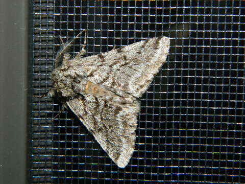 Image of Stout Spanworm Moth