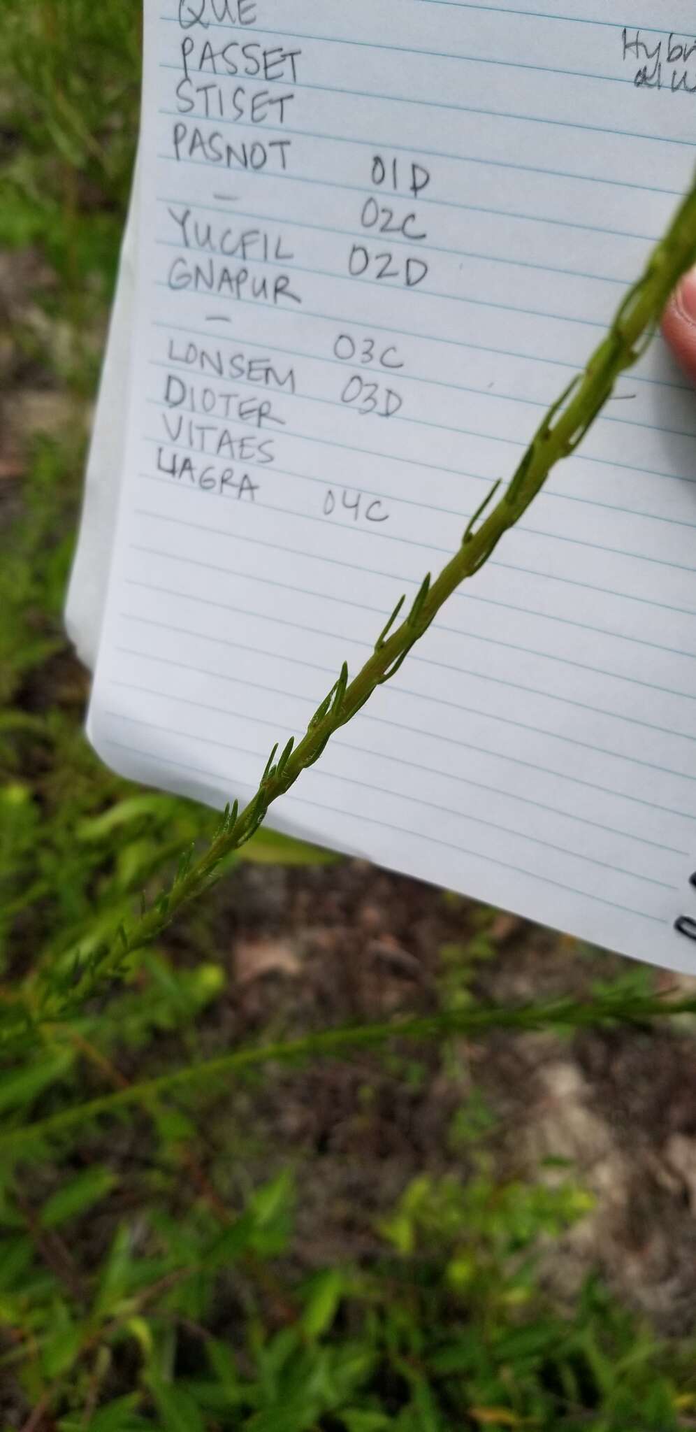 Image de Liatris virgata Nutt.