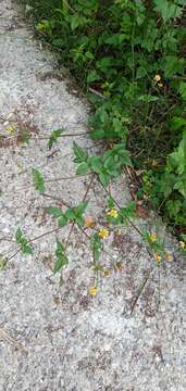 Image of Bidens pilosa var. minor (Bl.) Sherff