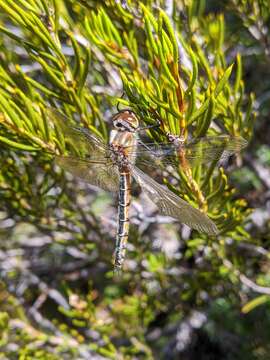 Image of Eastern Swamp Emerald