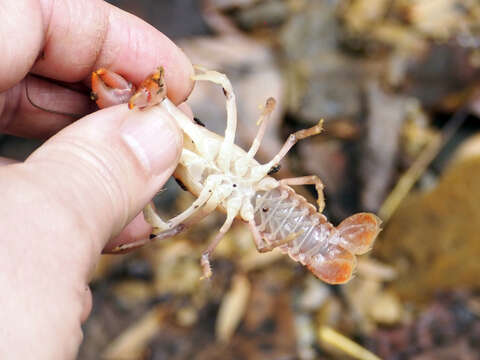 Imagem de Cambarus bartonii cavatus Hay 1902