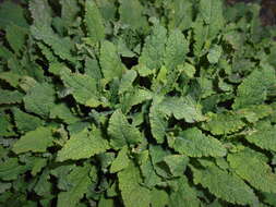 Image of Mint