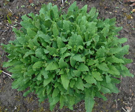 Image of Mint