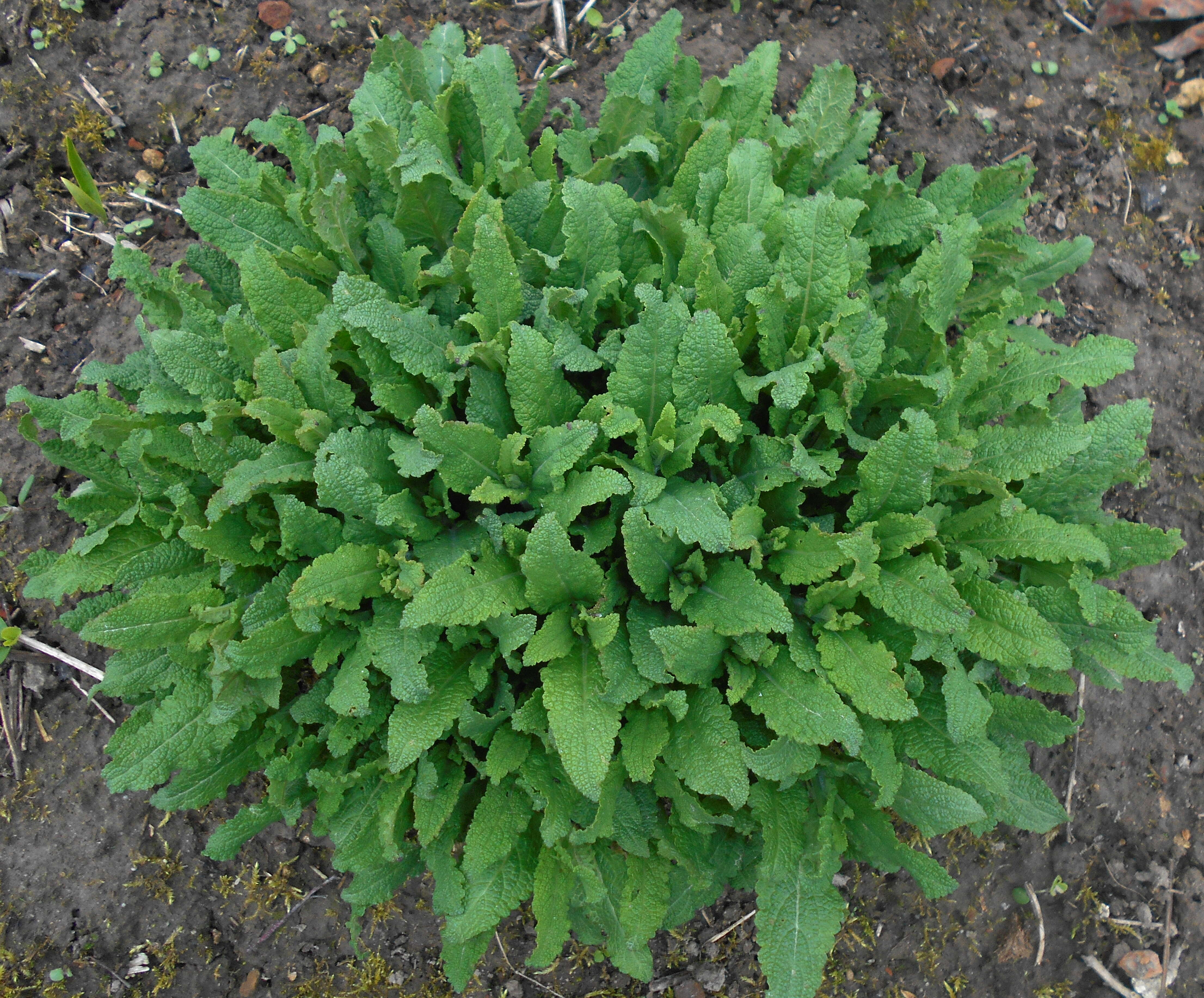 Image of Mint