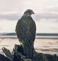 Image of Gyr Falcon