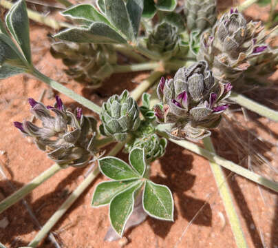 Image of beaver Indian breadroot