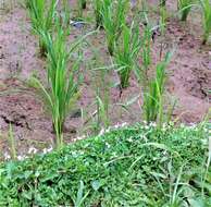 Image of Chinese lobelia