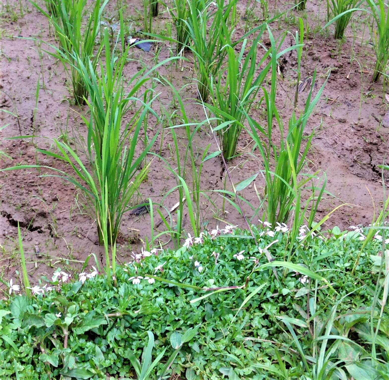 Image of Chinese lobelia