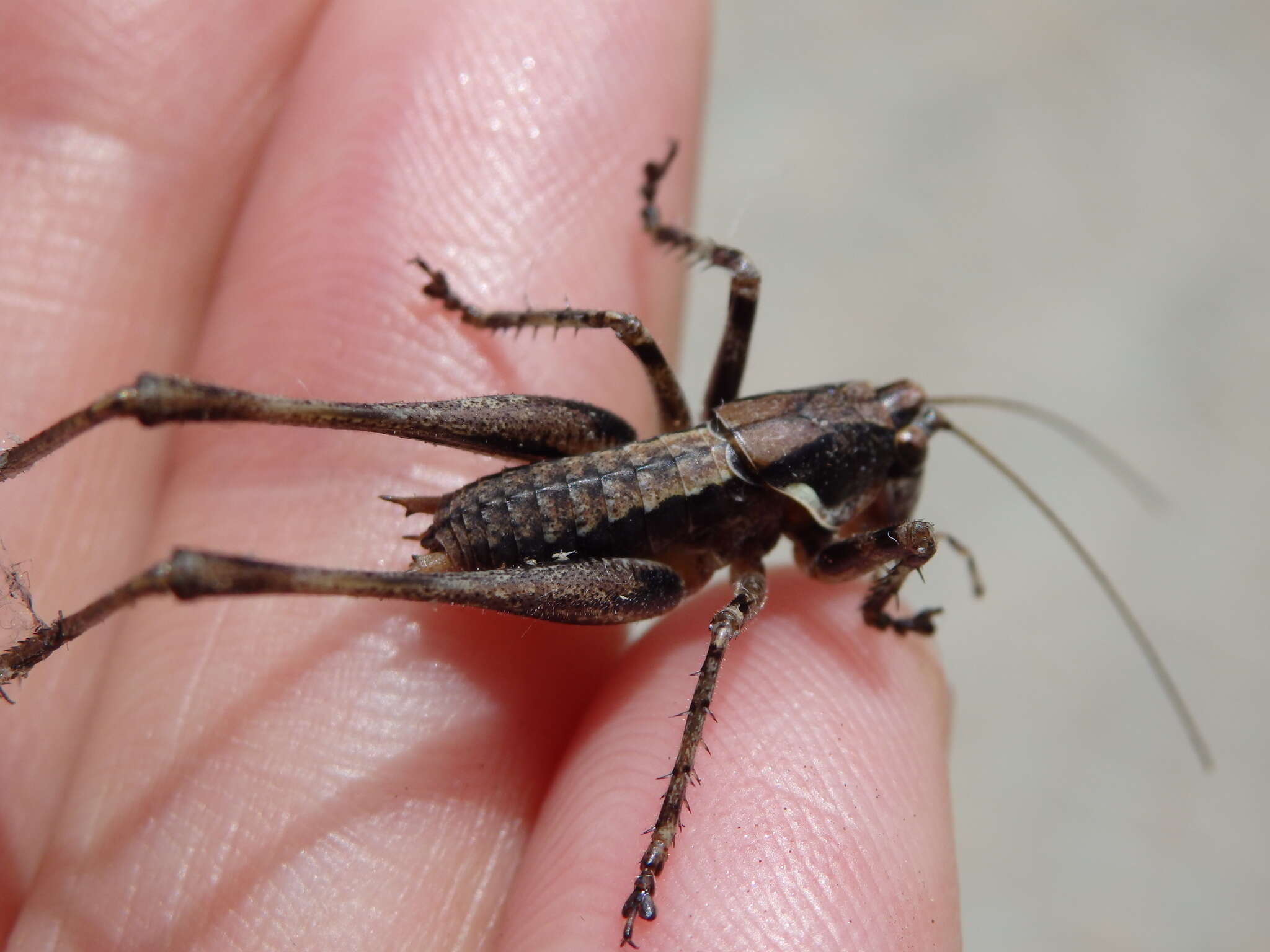 Image of Antaxius (Chopardius) spinibrachius (Fischer 1853)