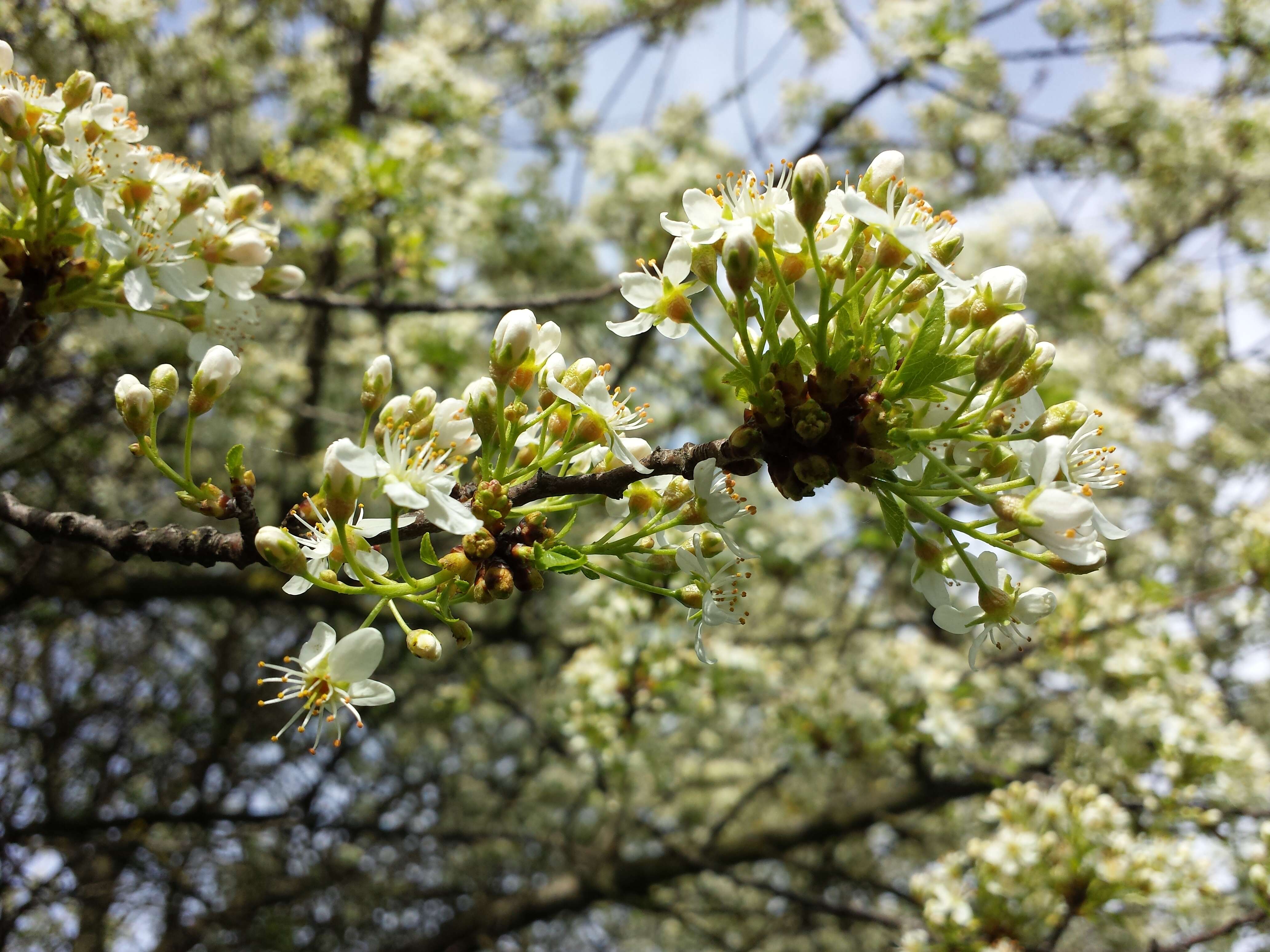 Image of Mahaleb cherry