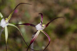 Image of Yellow spider orchid