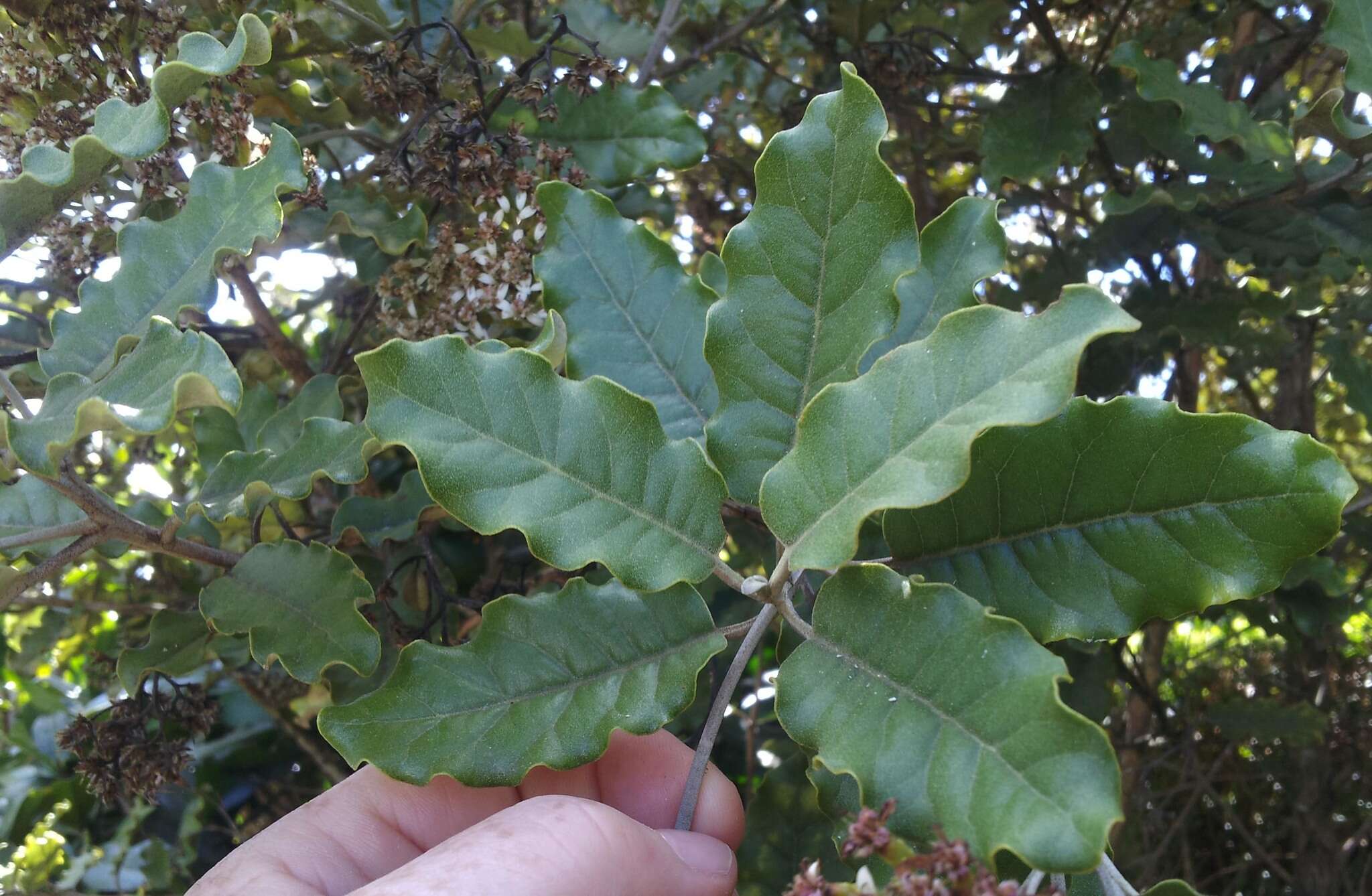 Image de Olearia albida var. angulata (T. Kirk) Allan